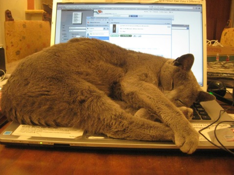 cat on keyboard